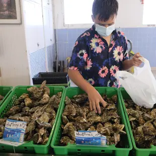 Ft Man Sorting Oysters Courtesy Agricultural And Rural Convention