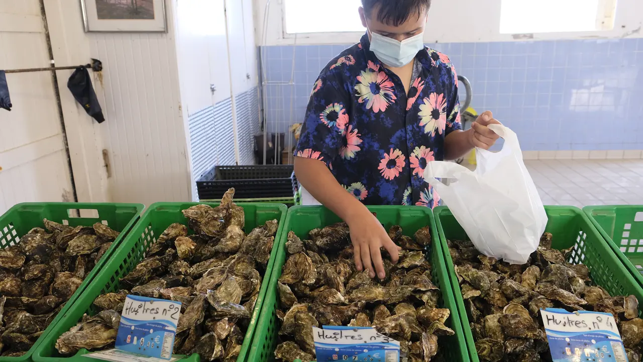Ft Man Sorting Oysters Courtesy Agricultural And Rural Convention