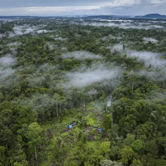 Ariel view of trees, with mist above them