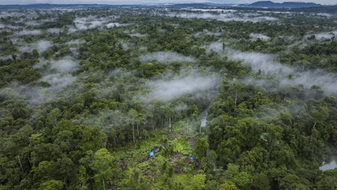 Ariel view of trees, with mist above them