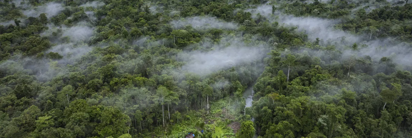 Ariel view of trees, with mist above them