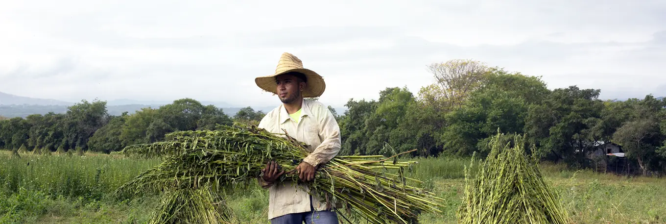Man Harvesting Sesame