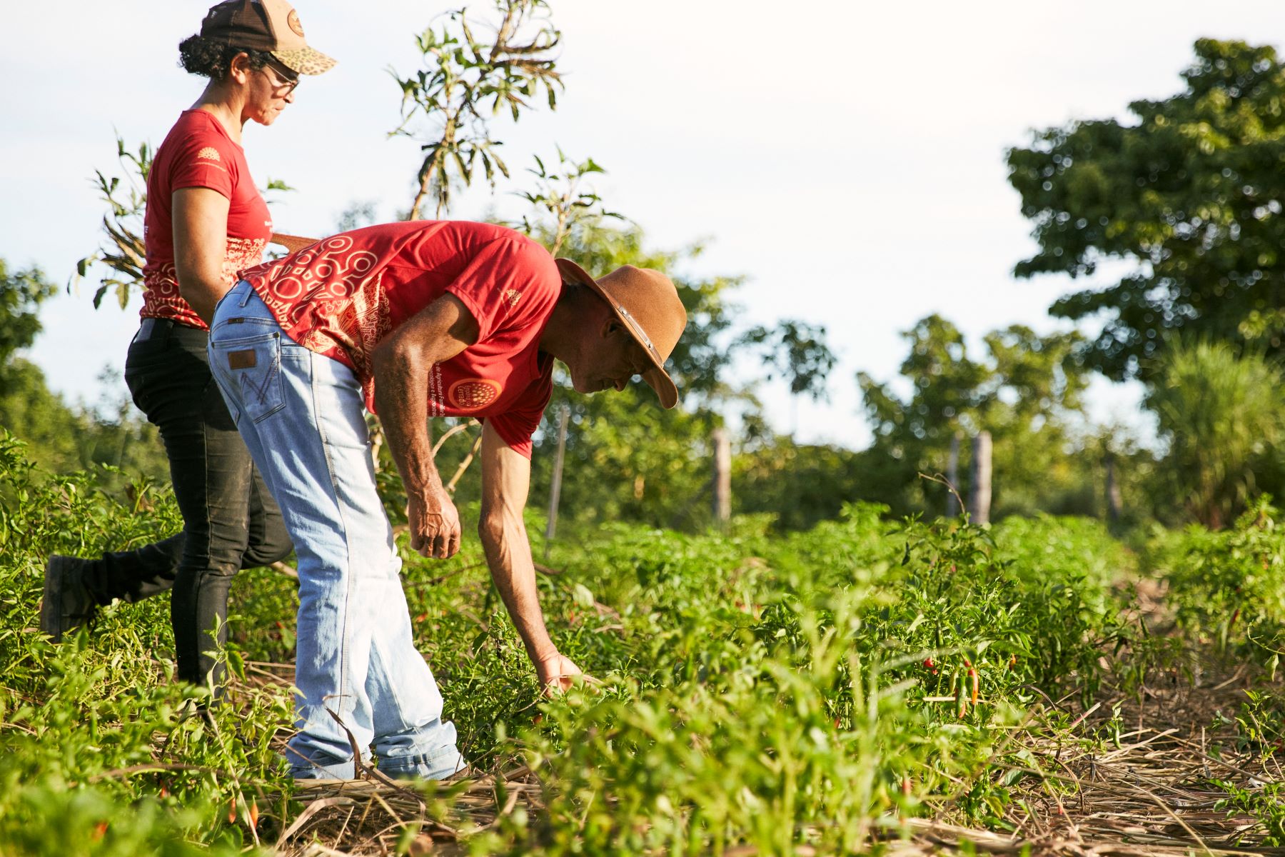 Woman and man harvesting in farm Maria Brazil Cerrado 2