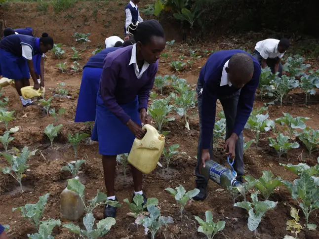 School children in uniform, watering plants in a field