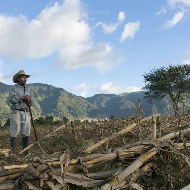 2131 Farmer In Field Lirio De Los Valles Alterna Stuart Freedman