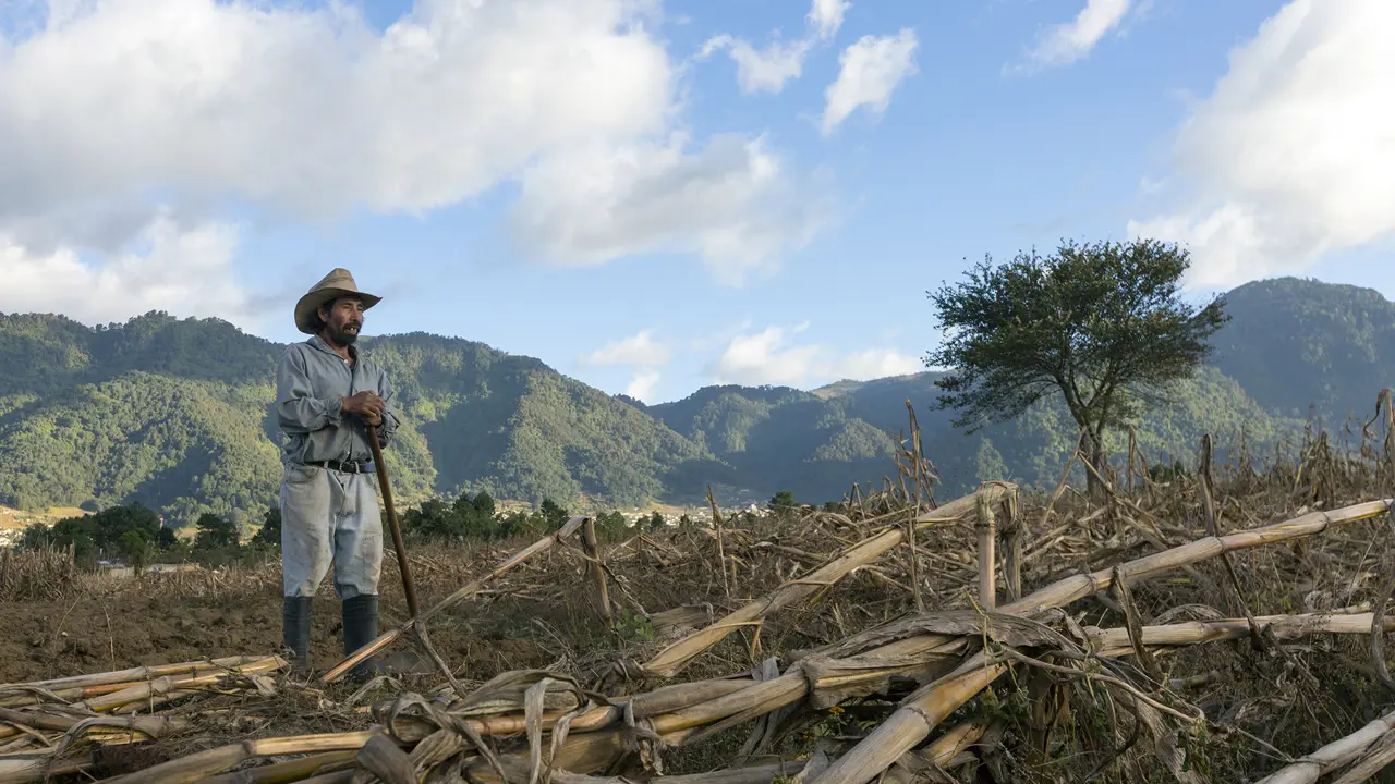 2131 Farmer In Field Lirio De Los Valles Alterna Stuart Freedman