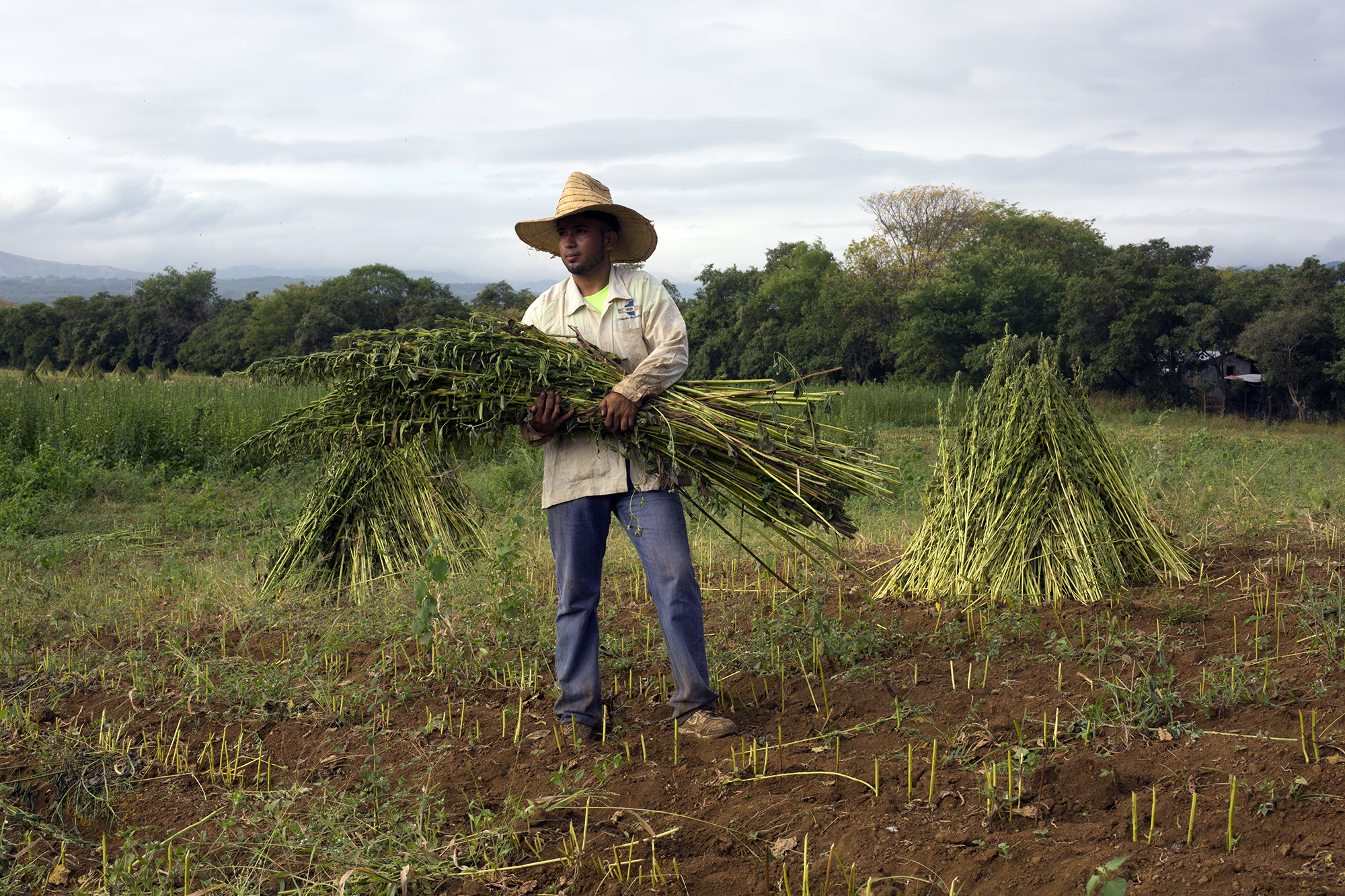 2137 Man In Hay Field Vida Harvest Agora Stuart Freedman