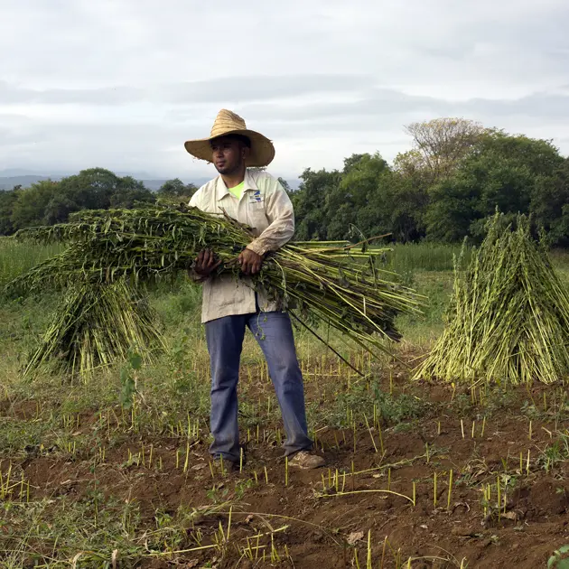 2137 Man In Hay Field Vida Harvest Agora Stuart Freedman