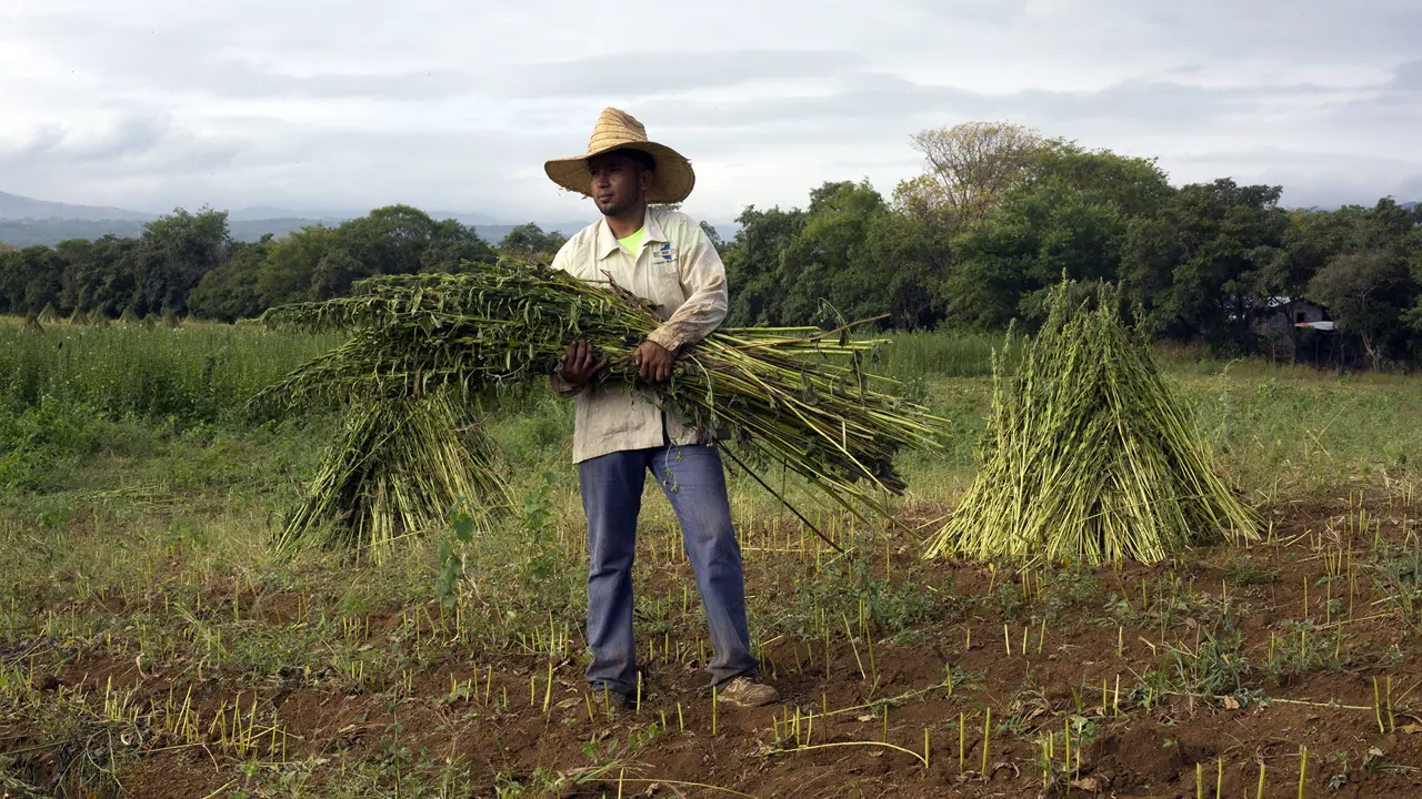 2137 Man In Hay Field Vida Harvest Agora Stuart Freedman