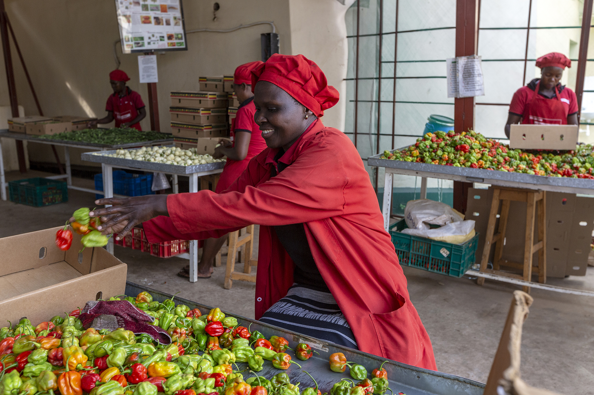 2135 Ladies Sorting Out Chillies Ffp Iungo Stuart Freedman