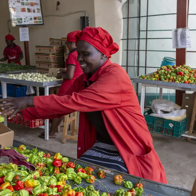 2135 Ladies Sorting Out Chillies Ffp Iungo Stuart Freedman