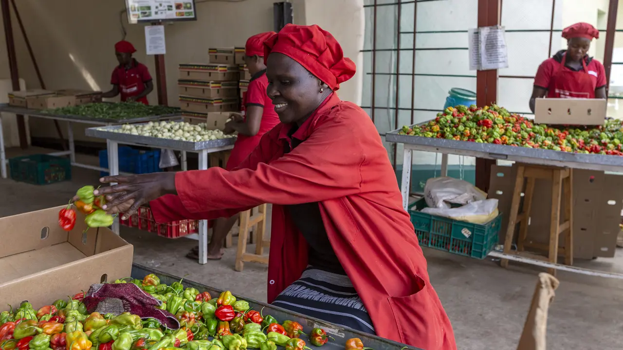 2135 Ladies Sorting Out Chillies Ffp Iungo Stuart Freedman