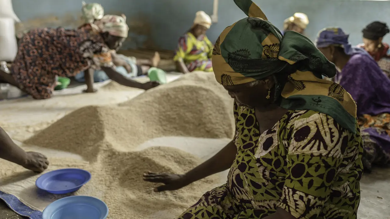 215 Women Inspecting Rice Courtesy Acre